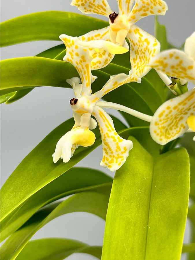 Vanda tricolor var semi alba