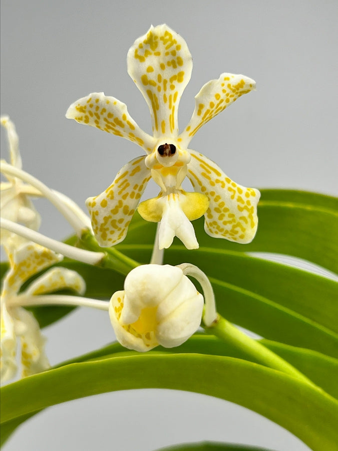 Vanda tricolor var semi alba