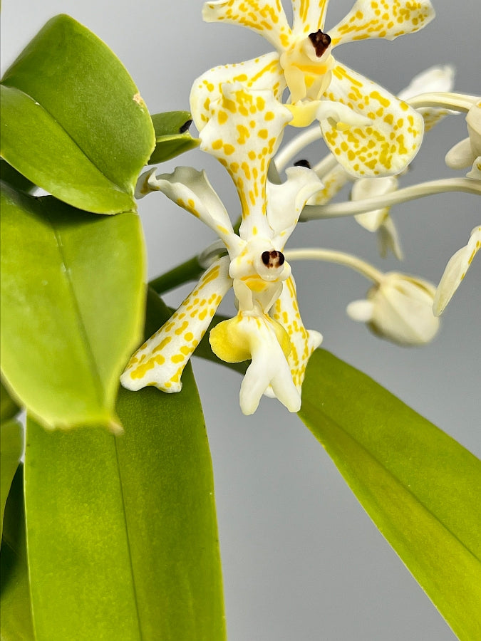 Vanda tricolor var semi alba