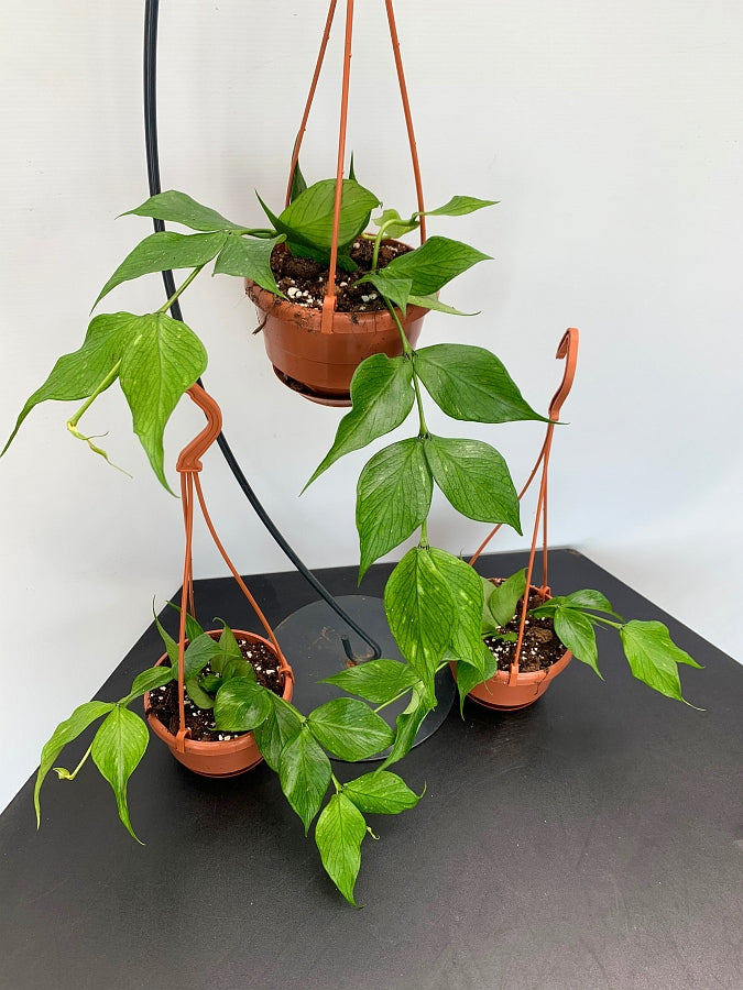 Hoya Polyneura (Fish-Tail Hoya)