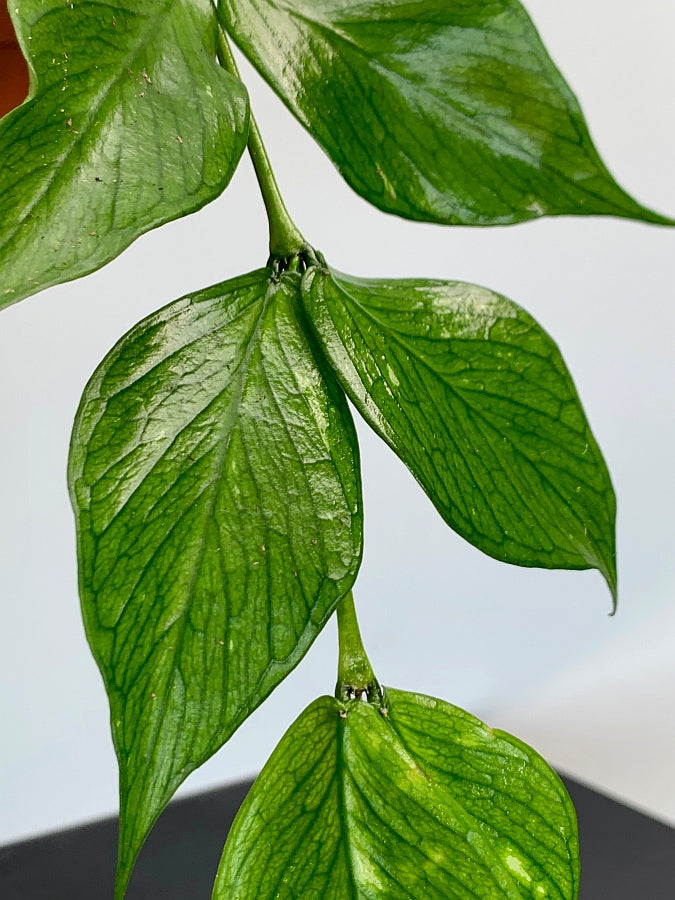 Hoya Polyneura (Fish-Tail Hoya)