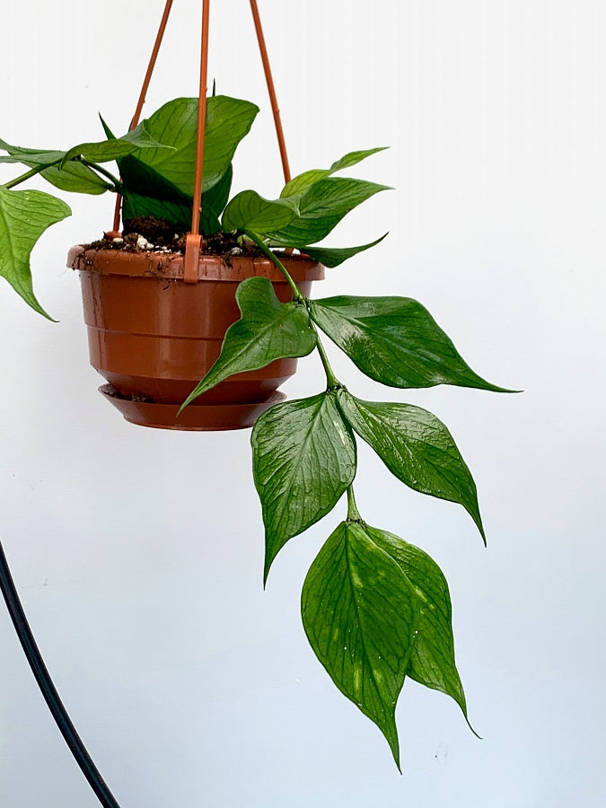 Hoya Polyneura (Fish-Tail Hoya)