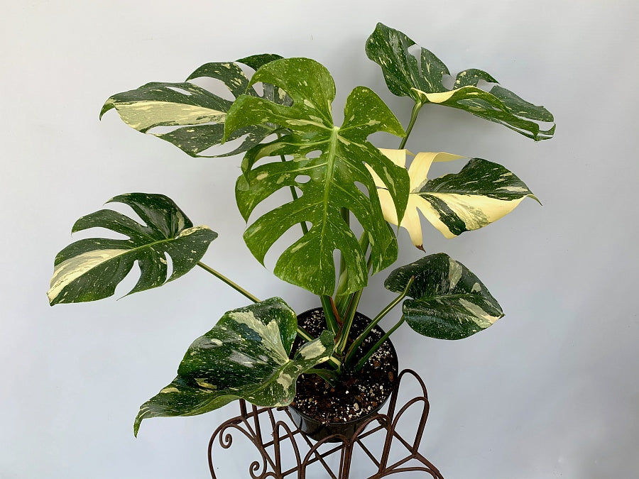Large Monstera Thai Constellation plant with 7 leaves with a lot of variegation
