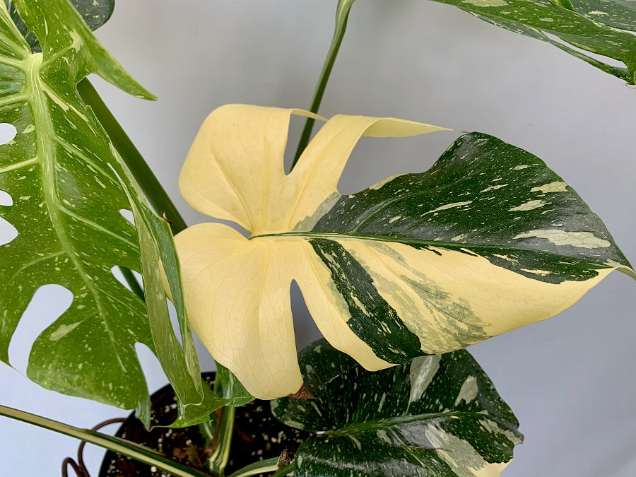Monstera Thai Constellation Leaf with large white patterns on the leaf
