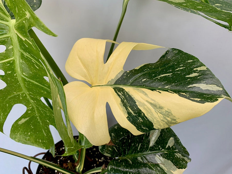 Monstera Thai Constellation (14 cm pot)