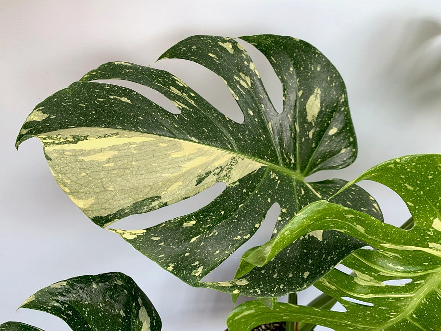 Monstera Thai Constellation (14 cm pot)
