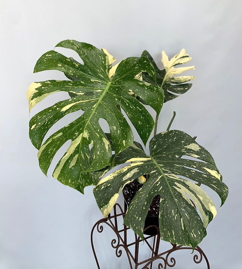 Monstera Thai Constellation "Big Plant"