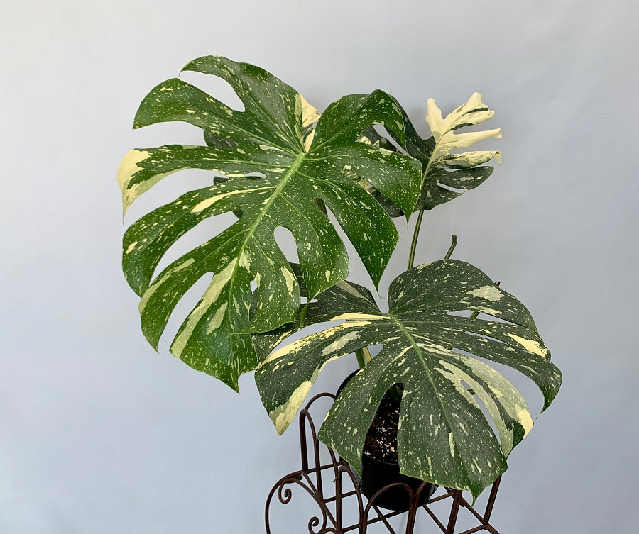 Monstera Thai Constellation (14 cm pot)