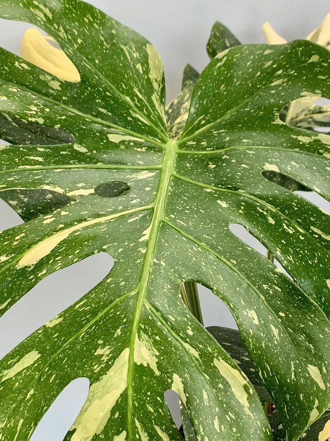 Monstera Thai Constellation "Big Plant"