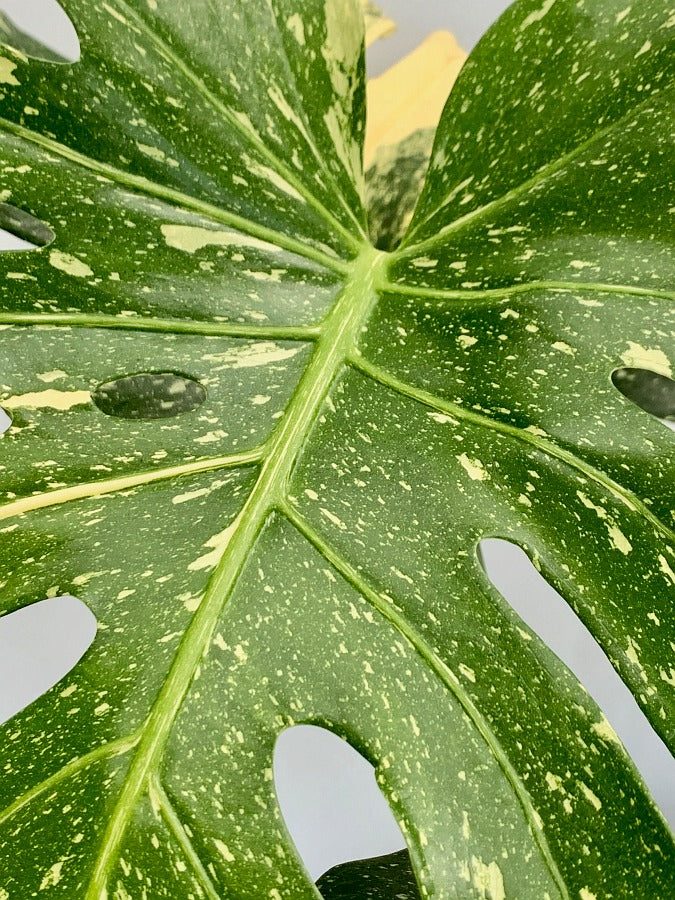 Monstera Thai Constellation "Big Plant"