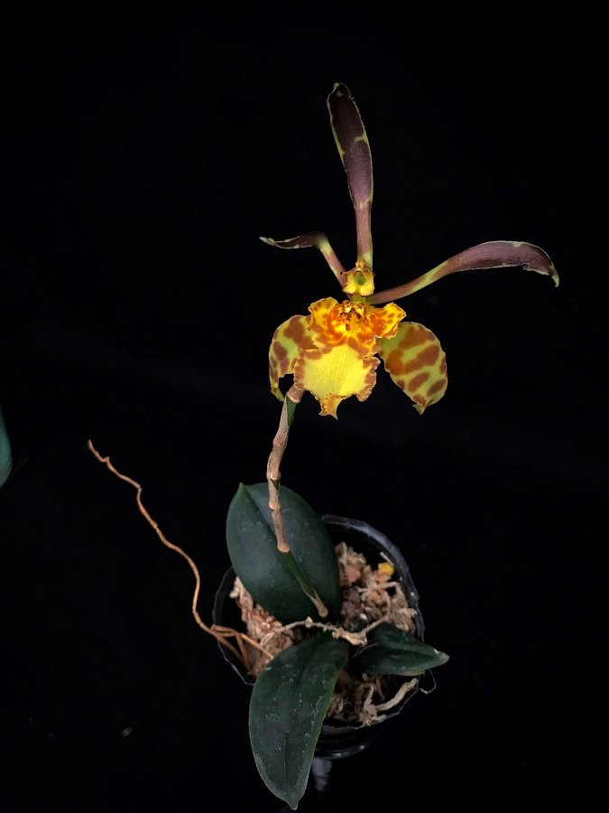 Psychopsis Mariposa x Psy. limminghei
