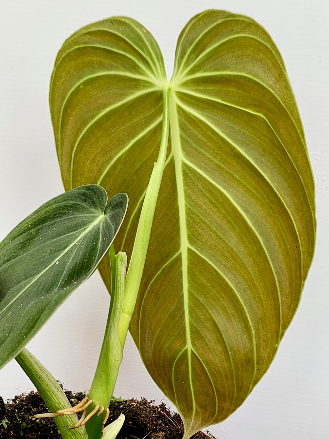 Philodendron melanochrysum "3-4 Big Leaves"