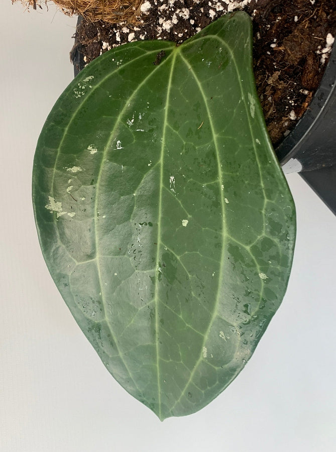 Hoya Latifolia (Kleines Blatt)