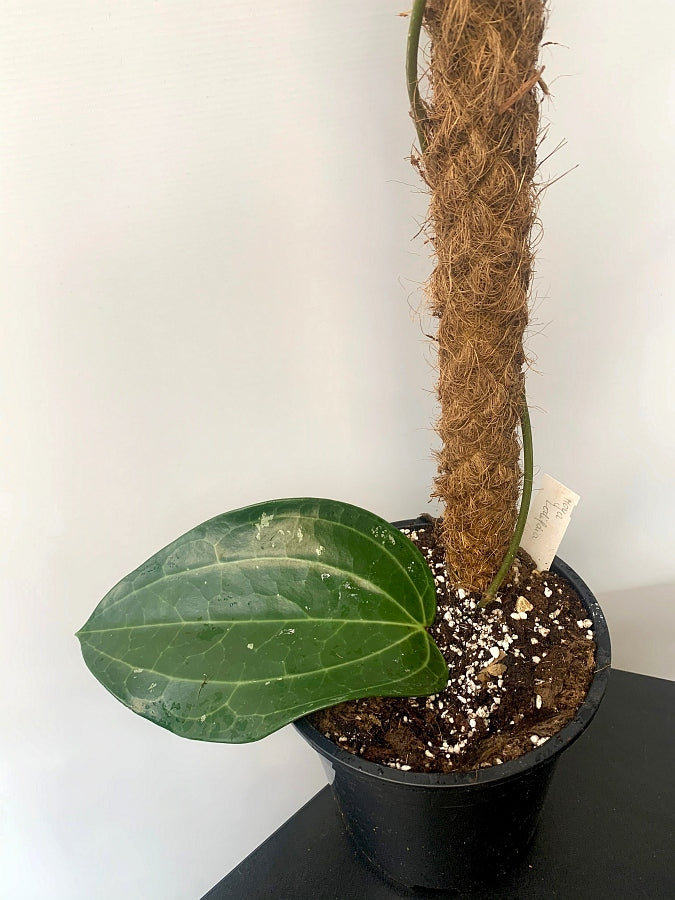 Hoya Latifolia (Small Leaf)