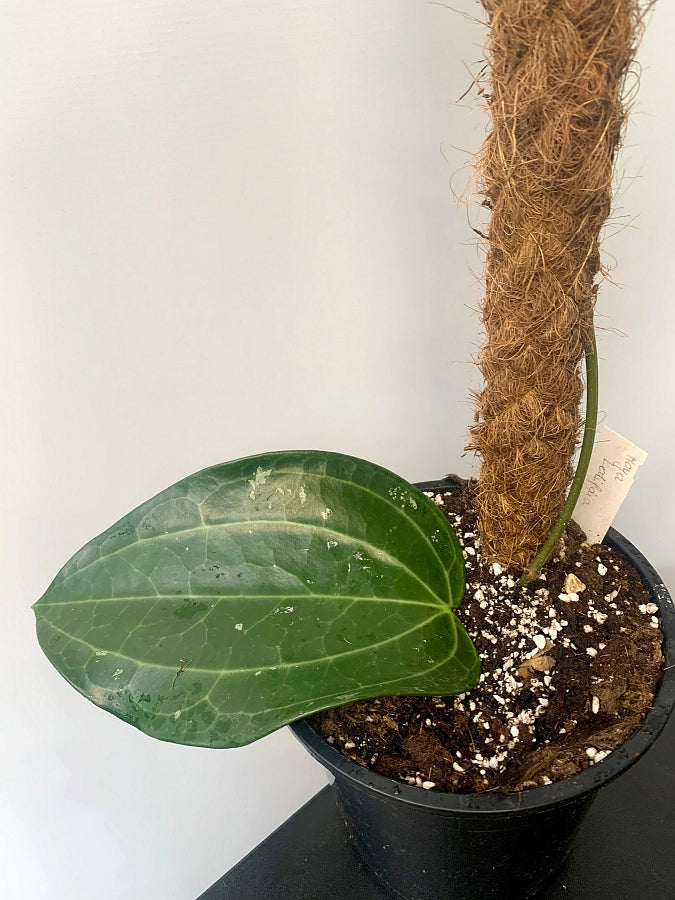 Hoya Latifolia "Big Leaf with Stem"