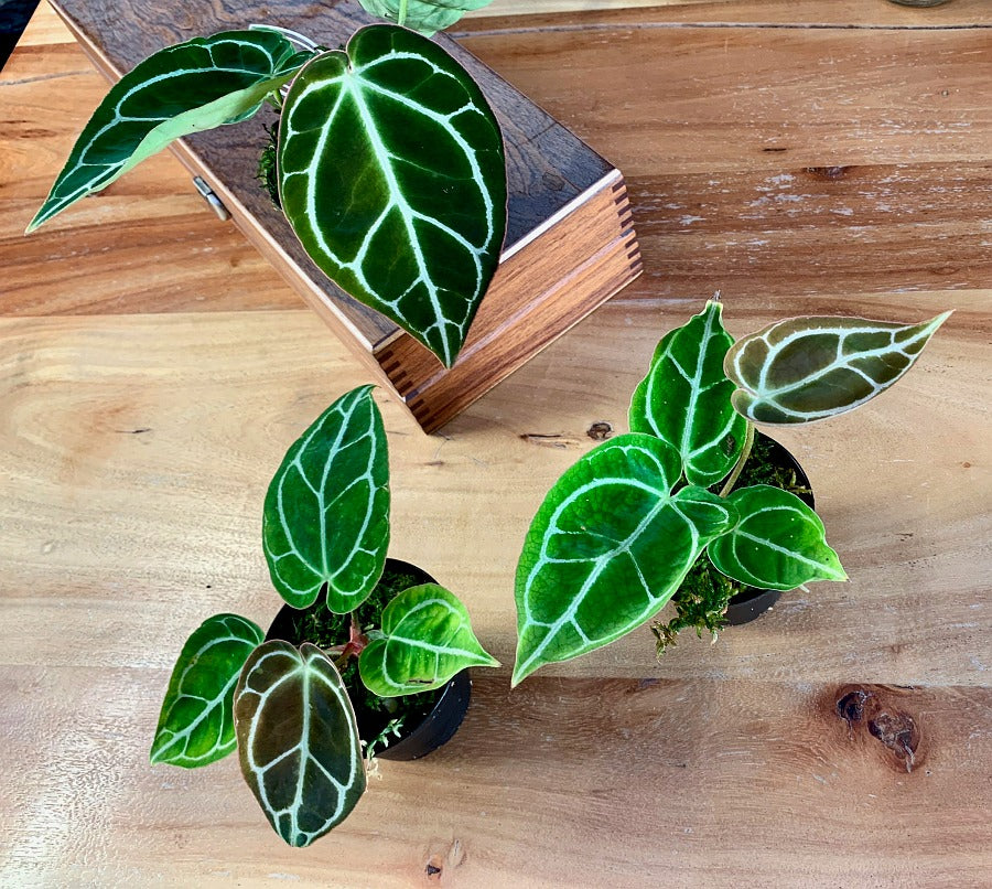 Anthurium crystallinum "Big Plant"