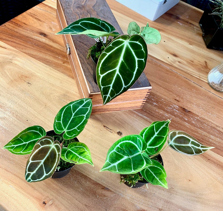 Anthurium crystallinum