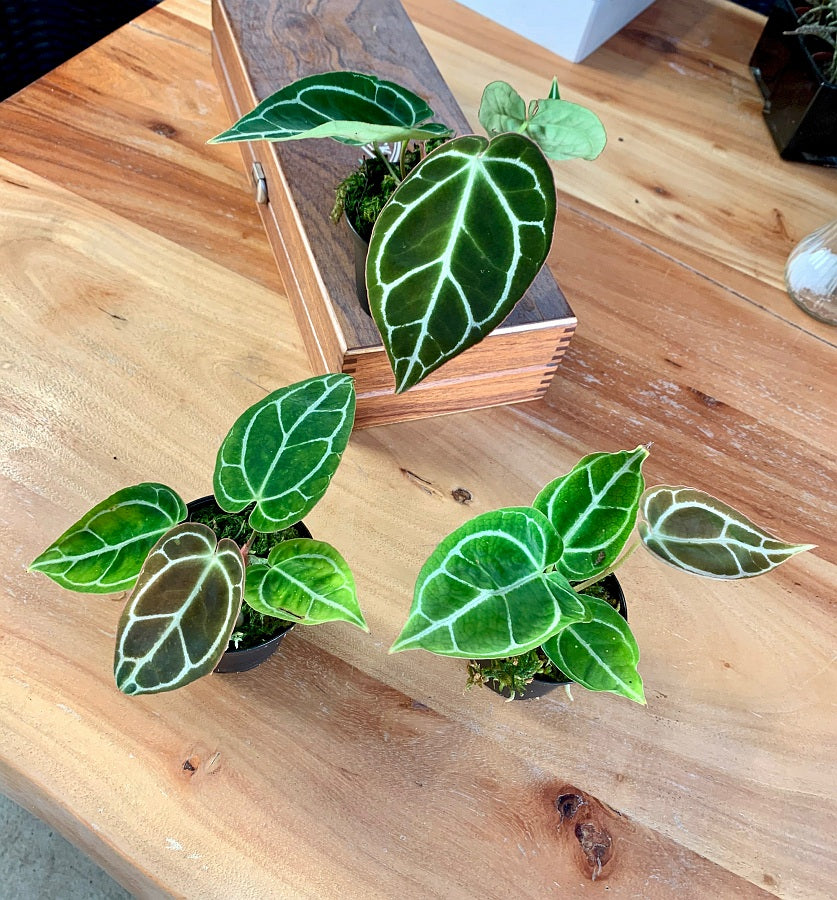 Anthurium crystallinum "Big Plant"