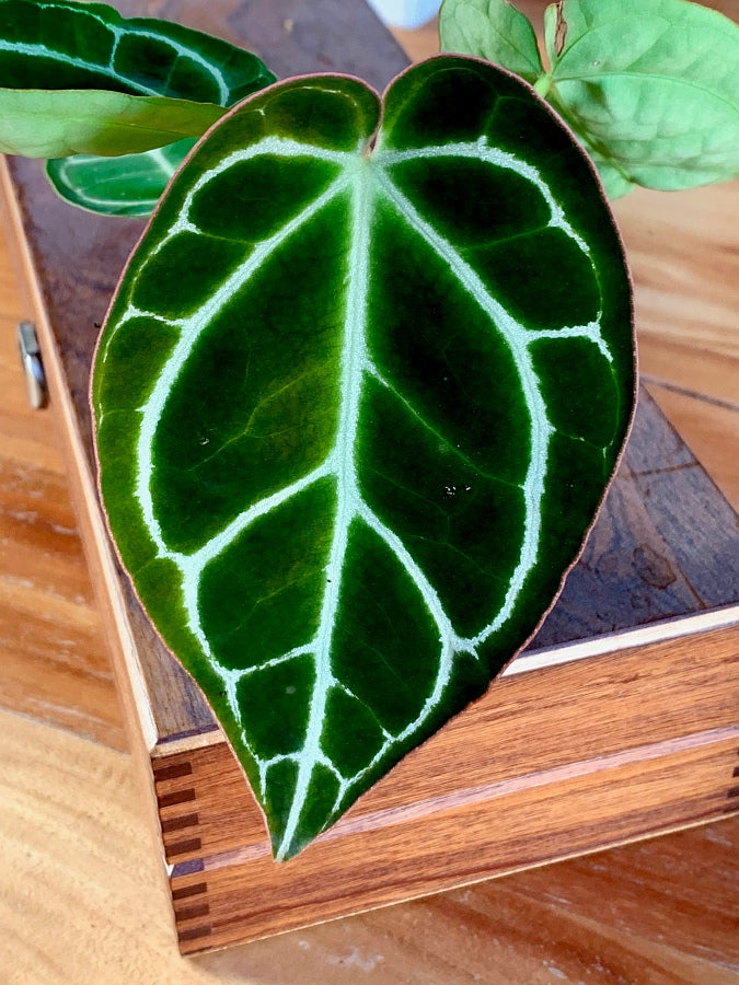 Anthurium crystallinum