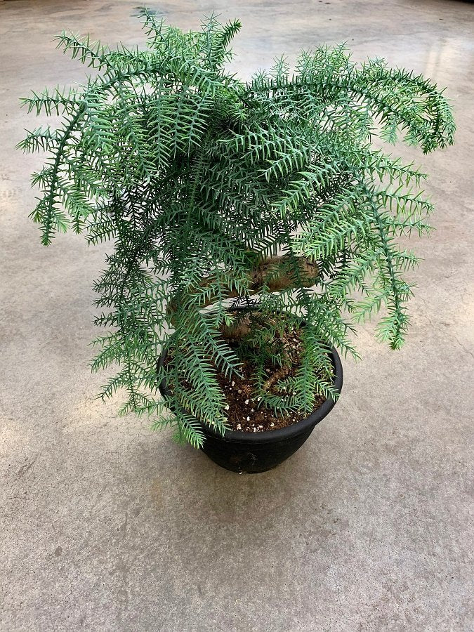 Araucaria chinensis