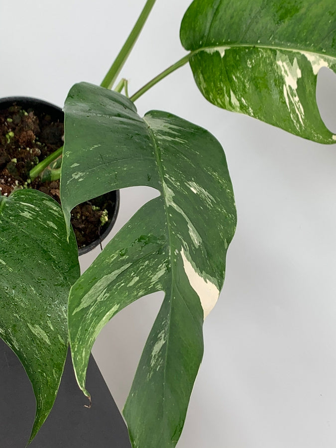 Epipremnum Pinnatum Variegata Albo (2 leaves Cutting)