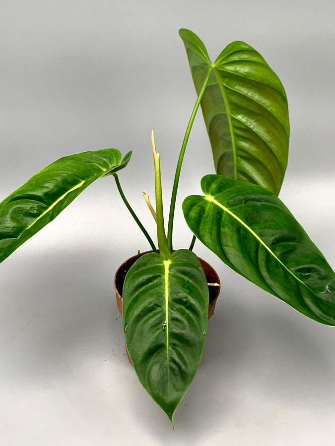 Philodendron esmeraldense