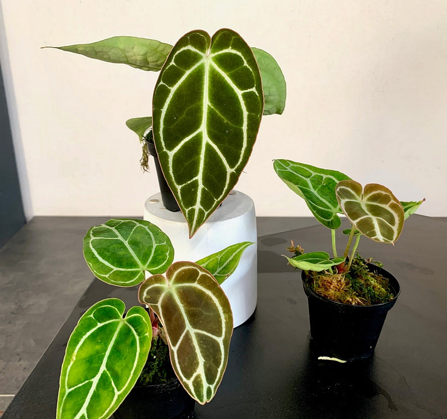 Anthurium crystallinum "Big Plant"