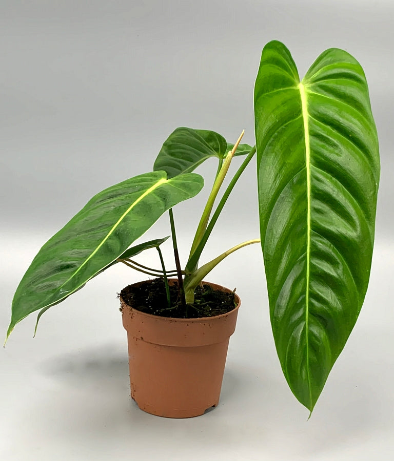 Philodendron esmeraldense