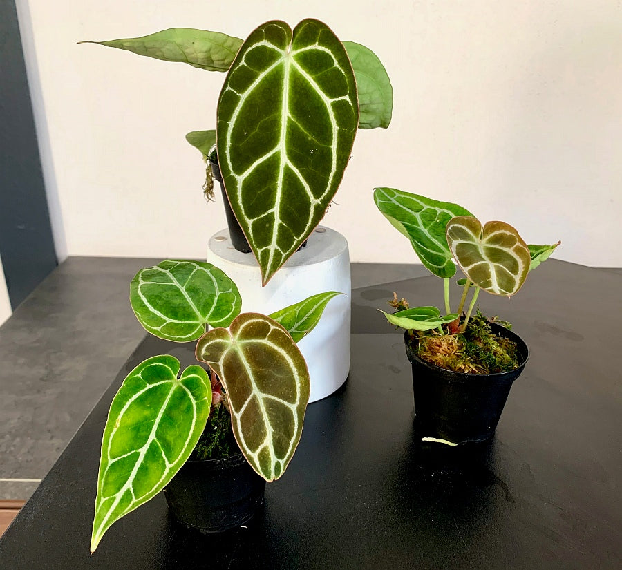 Anthurium crystallinum