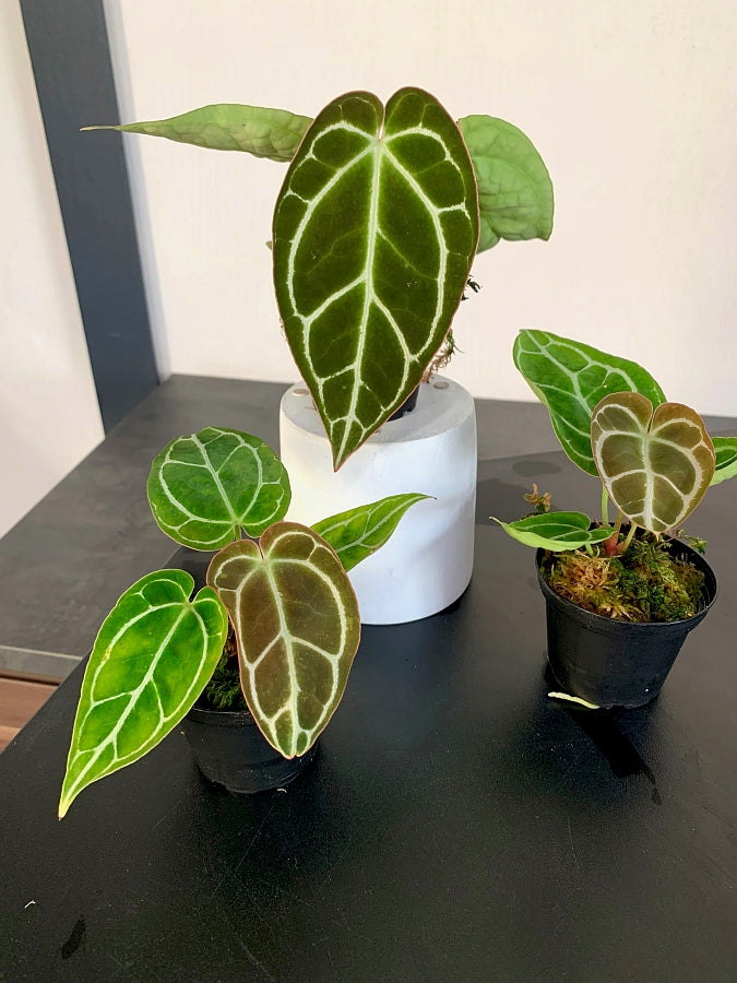 Anthurium crystallinum