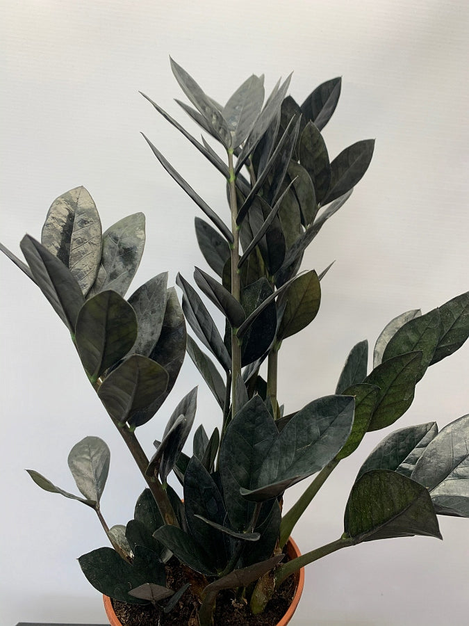 Zamioculcas "Black Raven" small