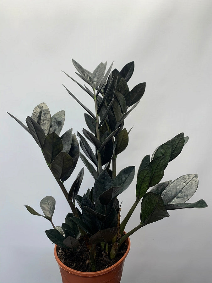 Zamioculcas "Black Raven" small