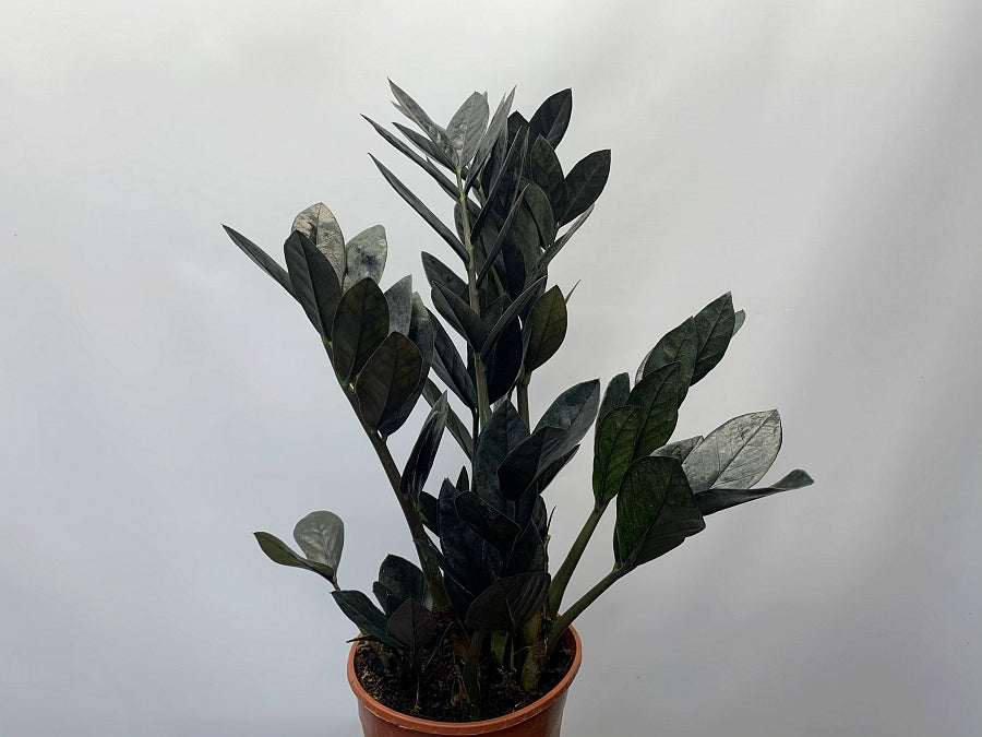Zamioculcas "Black Raven" small