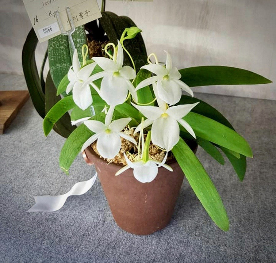 Angraecum leonis "Groß pflanze"
