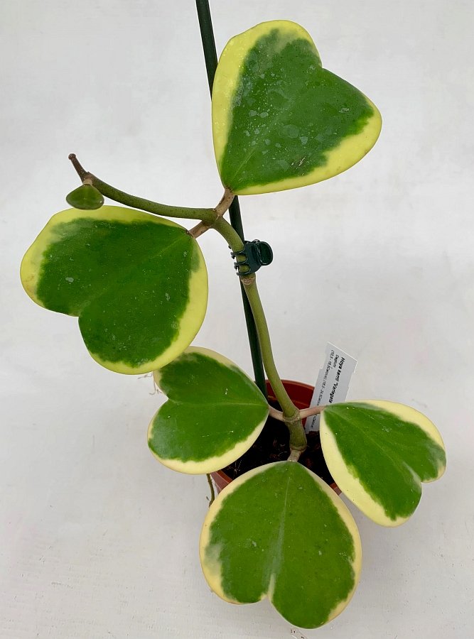 Hoya kerrii "Variegata" (2-3 Leaves)