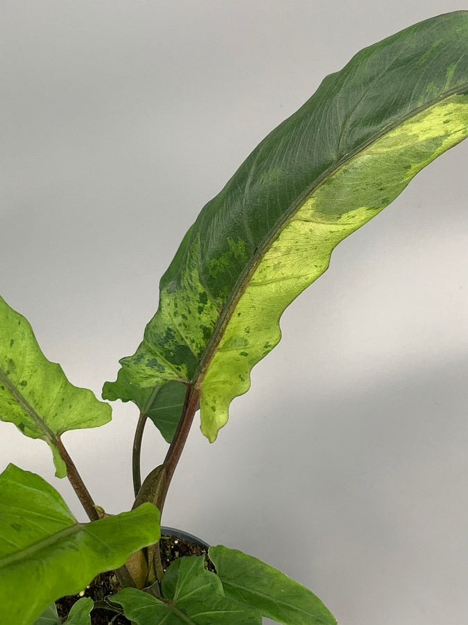 Alocasia lauterbachiana variegated