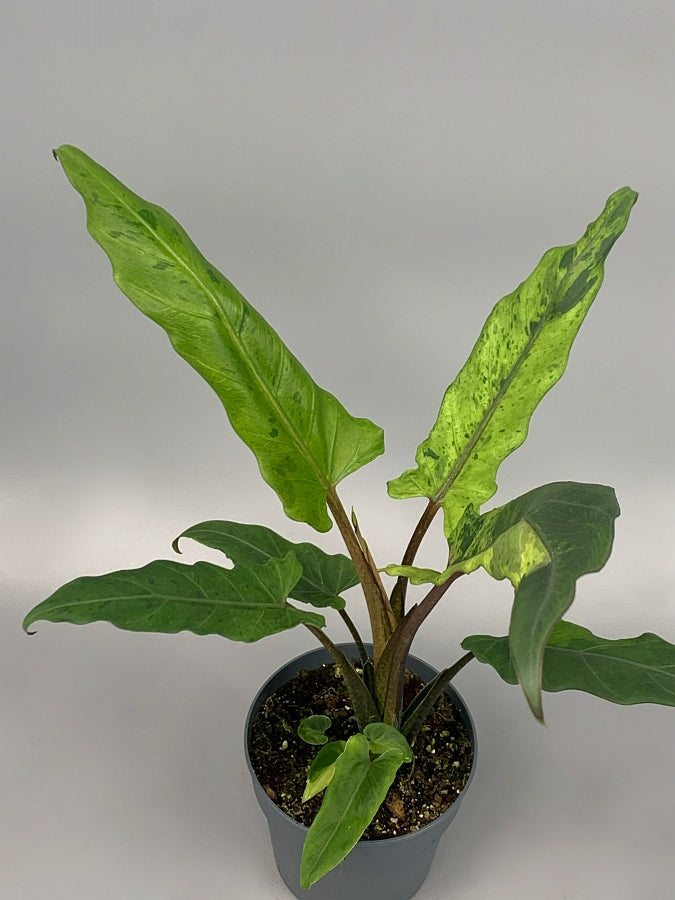 Alocasia lauterbachiana variegated
