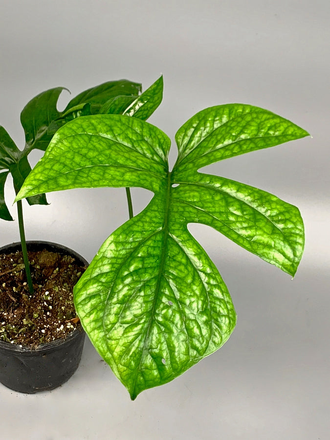 Rhaphidophora sp. "Spider" Groß pflanze XXL