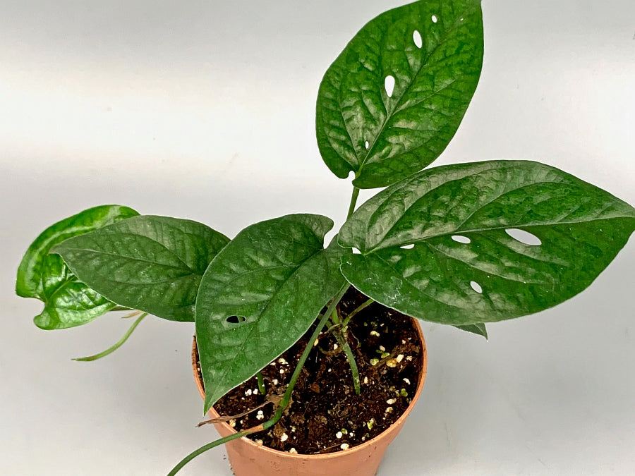 Rhaphidophora sp. "Spider" Groß pflanze XXL