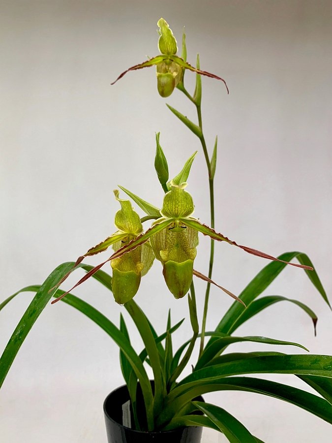Phragmipedium longifolium ''Big''