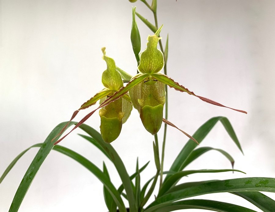 Phragmipedium longifolium ''Big''