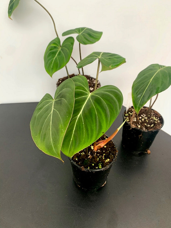 Philodendron gloriosum "Compact Type"