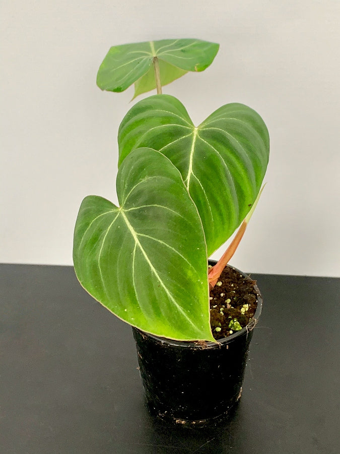 Philodendron gloriosum "Compact Type" (1 Leaf Cutting)