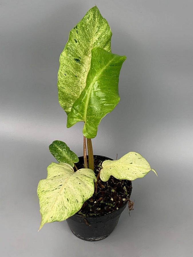 Philodendron Snowdrift ‘Big’