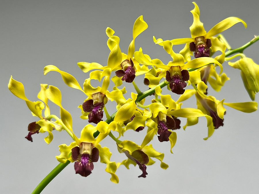 Dendrobium Jairak Gold