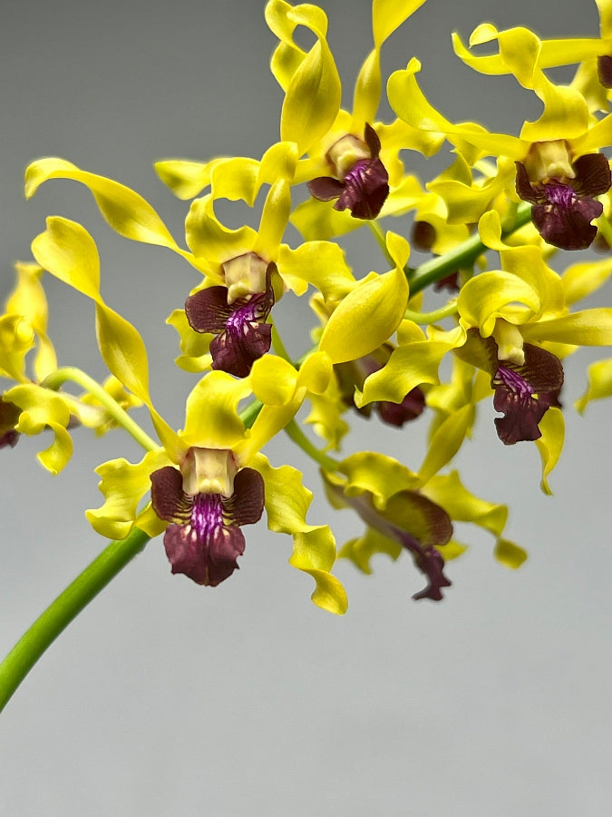 Dendrobium Jairak Gold