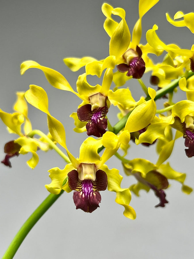 Dendrobium Jairak Gold