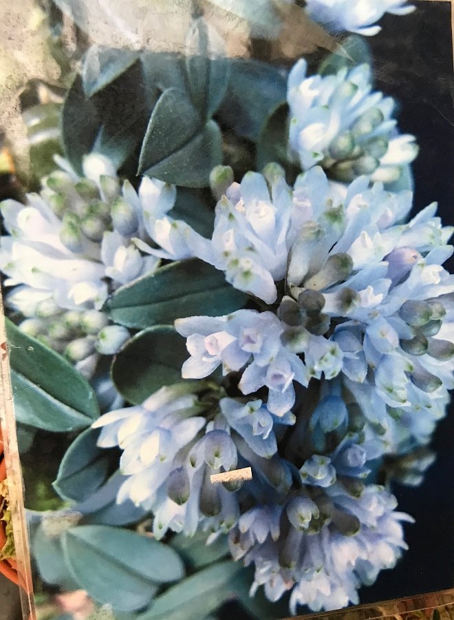 Dendrobium leucocyanum