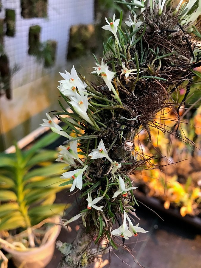 Dendrobium masarangense