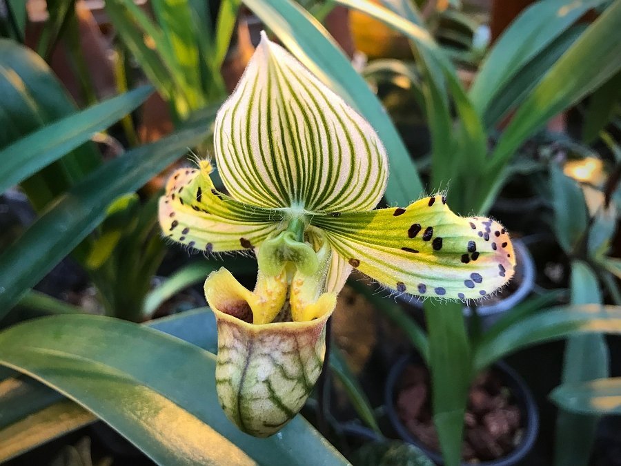 Paphiopedilum venustum